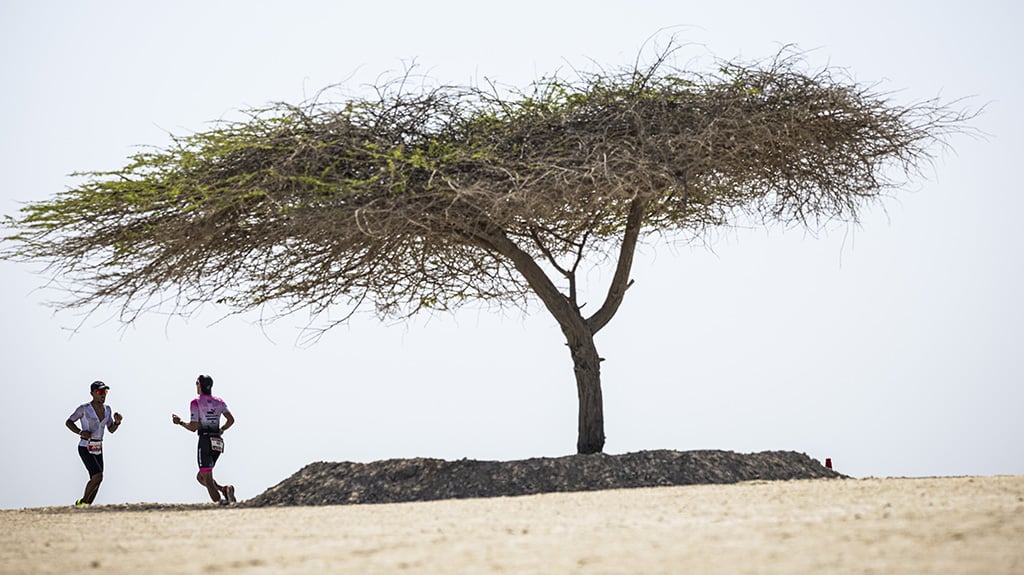A destination like no other: Race through a protected wildlife reserve on Sir Bani Yas Island with over 17,000 free-roaming animals including giraffe and gazelles.